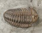 Pair of Flexicalymene Trilobites - Ohio #40670-2